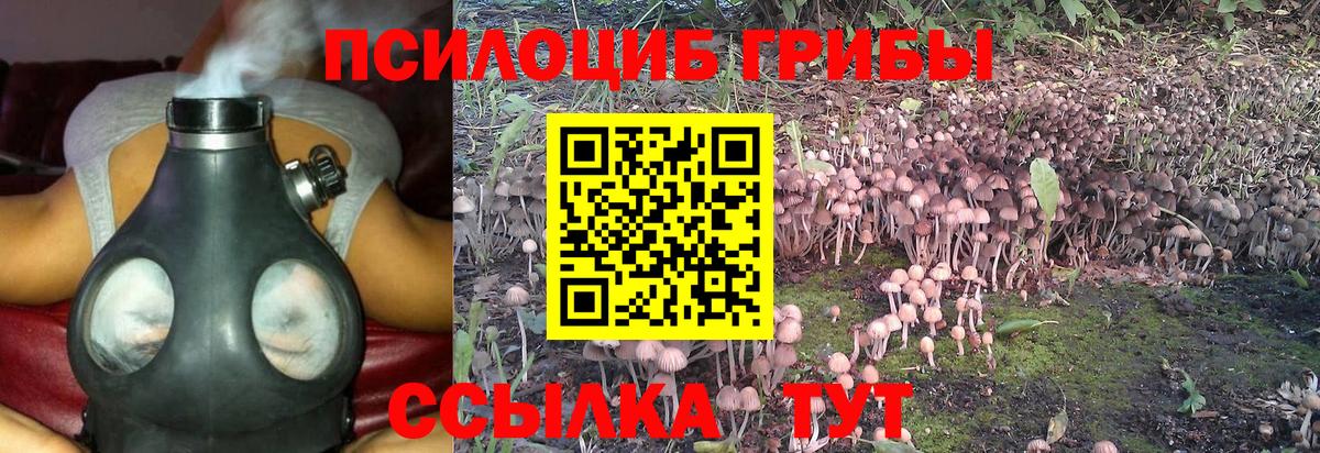 Галлюциногенные грибы Psilocybine cubensis Волгоград